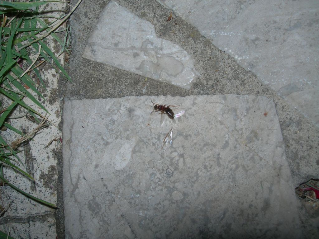 Formica regina da id.